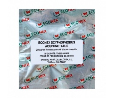 ECONEX SCYPHOPHORUS ACUPUNCTATUS (40 días)