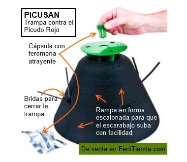 Trampa Picusan feromona atrayente