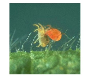 Spidex Phytoseiulus persimilis 10000