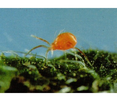 Phytoseiulus persimilis