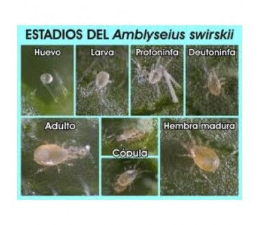 AMBLYSEIUS SWIRSKII estadios