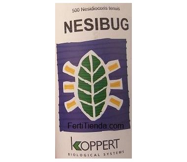 Nesibug - Nesidiocoris tenuis