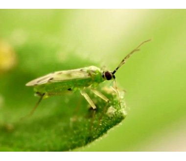 Nesidiocoris tenuis