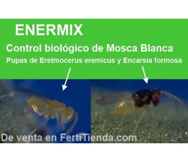 Encarsia y eretmocerus