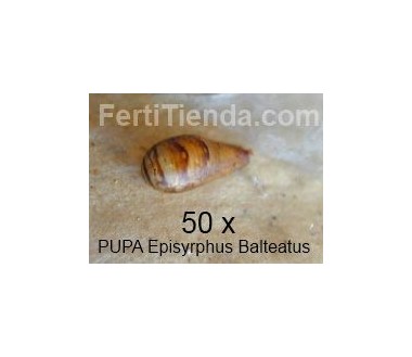 Syrphidend 50 - Episyrphus balteatus