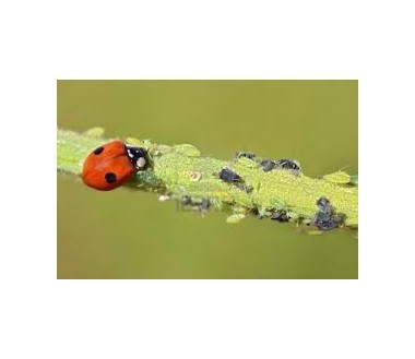 Adalia bipunctata