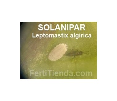 Solanipar - Leptomastix algirica
