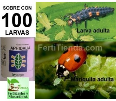 Aphidalia 100 - Adalia bipunctata