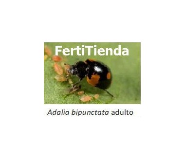 Aphidalia Green-L - 100 Larvas mariquita