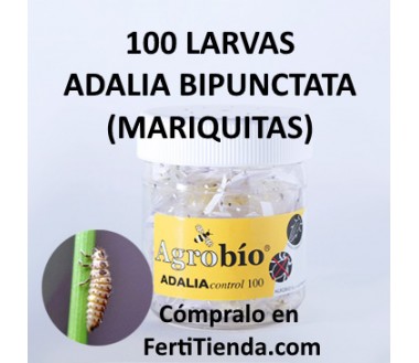 Adaliacontrol 100 Larvas mariquita bipunctata - Agrobío