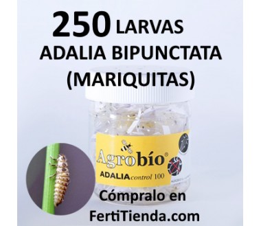 ADALIAcontrol 250 Larvas mariquita bipunctata (pulgón) - Agrobío