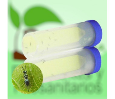 TORYcontrol – Torymus sinensis (10 viales) Parasitoide contra la avispilla del castaño