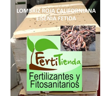 Núcleo de lombrices rojas californianas con adultas, juveniles y cocones