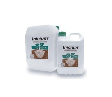 Inicium , 5L