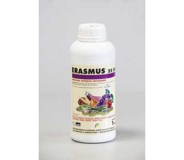 Erasmus, 1L