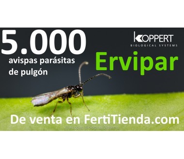 Ervipar 5000 - aphidius ervi
