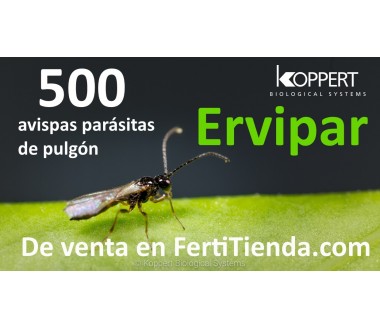 Ervipar 500 - aphidius ervi