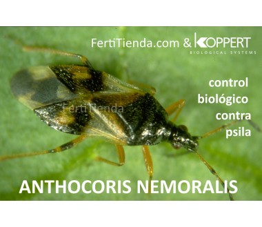 Anthocoris nemoralis 250