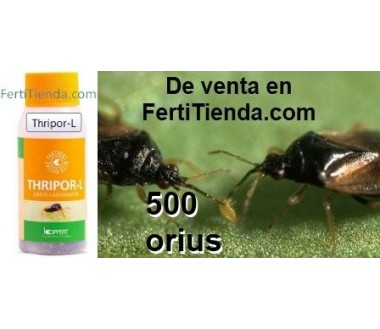 Thripor-L 500 Orius laevigatus