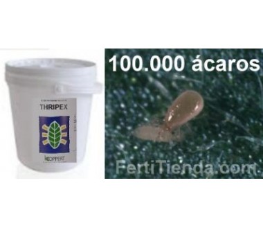 Thripex 100000 - Amblyseius cucumeris