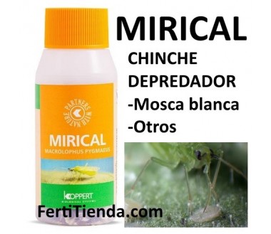 Mirical - 500 Macrolophus pygmaeus, chinche depredador