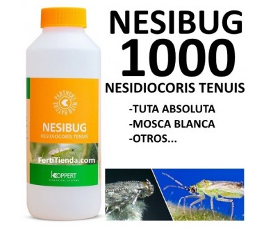Nesibug 1000 - Nesidiocoris tenuis (tuta absoluta y mosca blanca)