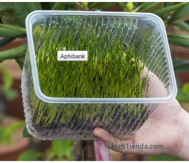 Aphibank 500 - Rhopalosiphum padi