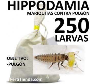 Hippodamia 250 larvas - Mariquitas contra pulgón