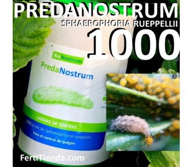 Predanostrum 1000 larvas - contra pulgón