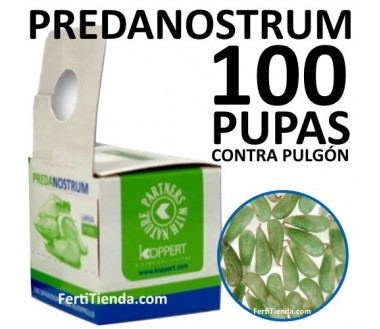 Predanostrum 100 pupas - contra pulgón