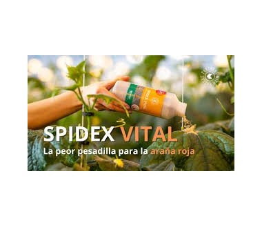 Spidex Vital 2000 (Phytoseiulus persimilis)
