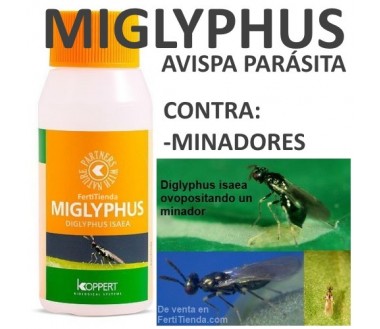Miglyphus 500 - Diglyphus isaea