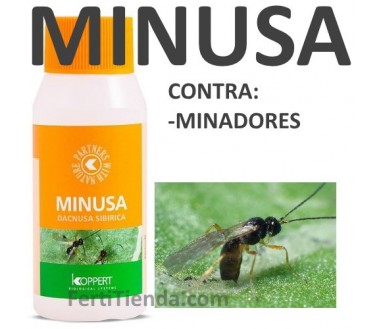 Minusa 500 - Dacnusa sibirica