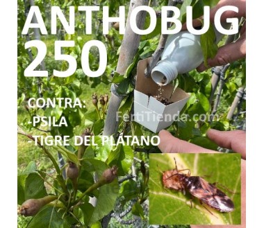 ANTHOBUG 250, Control biológico Psila