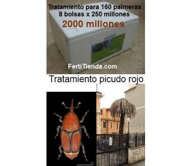 tratamiento picudo rojo