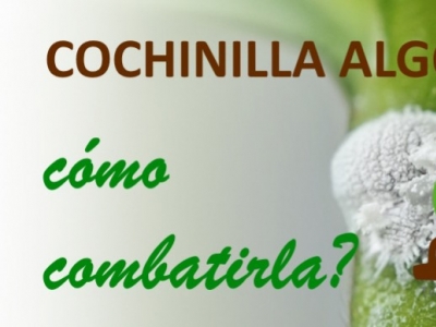 Cochinilla Algodonosa: Cómo combatirla?