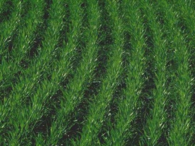 Ácido Húmico y sus Beneficios en la Agricultura - Guía Completa