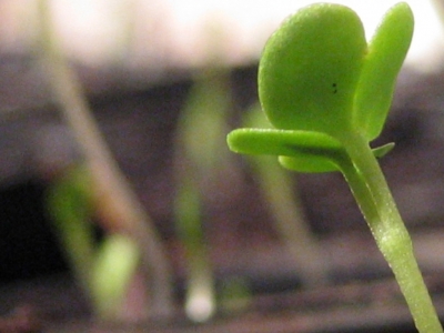 Combatiendo Plagas y Enfermedades en Plantas: Una Guía Integral