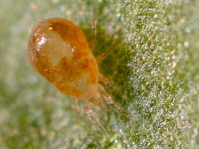 Neoseiulus californicus – Ácaro depredador para control de araña roja