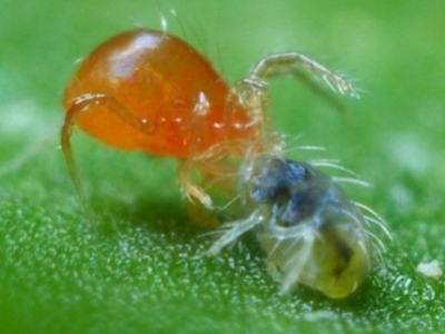 Phytoseiulus persimilis – Ácaro depredador contra araña roja