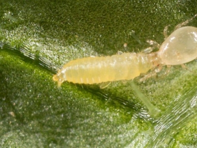 Amblyseius swirskii – Ácaro depredador para control de trips y mosca blanca