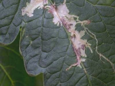 Control integral de Tuta absoluta en tomate