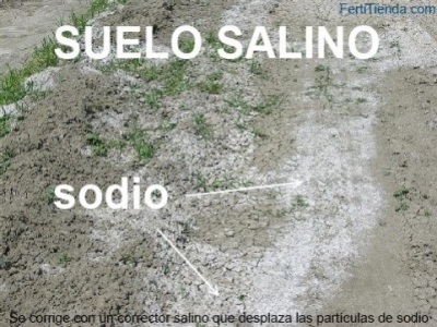 Cómo corregir suelos salinos y compactados: solución eficaz con corrector salino