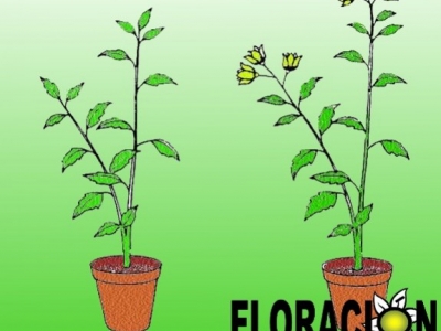 Cómo mejorar la floración y el cuajado del fruto con AGRARES Floración y Amarre
